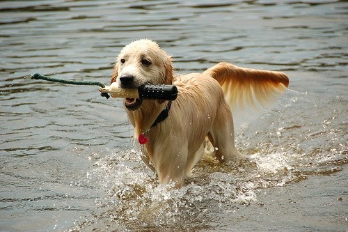 Пес выходит из воды