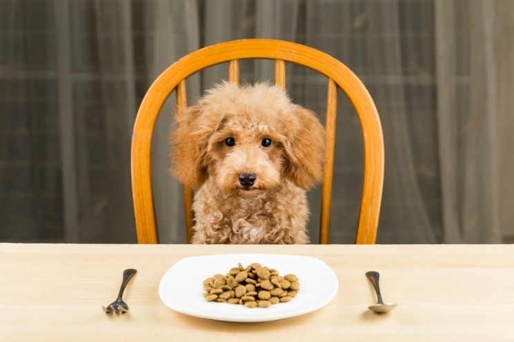 Что учитывать при выборе корма для домашних животных?