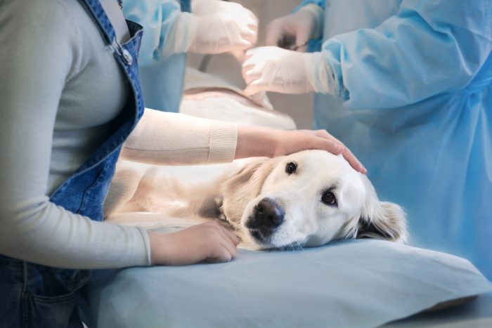 Большая собака на кушетке в ветеренарной клинике
