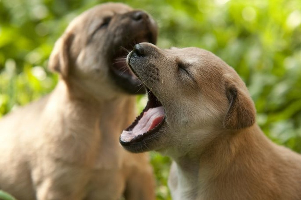 10 лучших кличек для собак