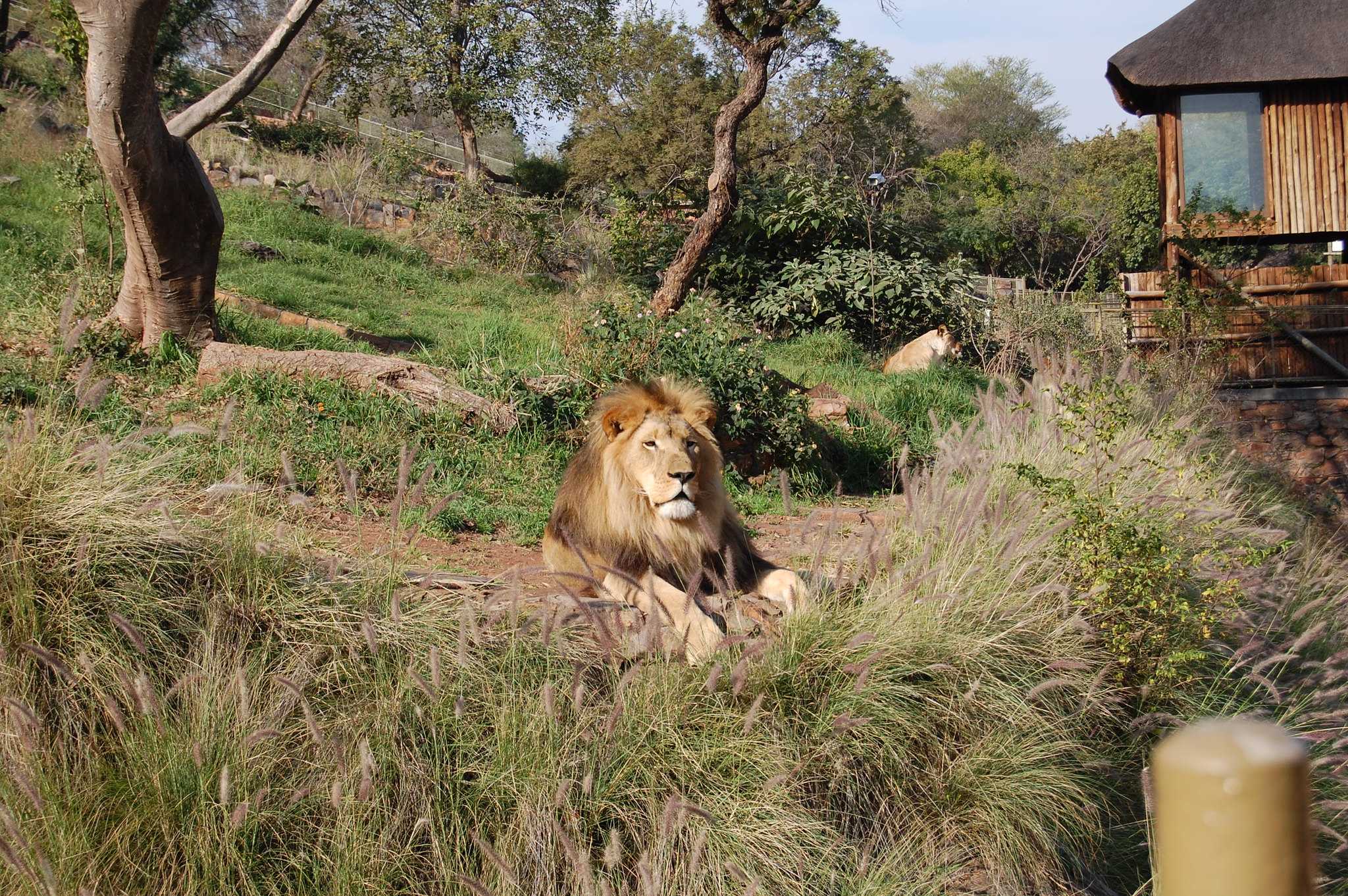 Pretoria zoo Национальный зоологический сад, Южная Африка