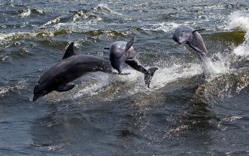 Наблюдение за дельфинами