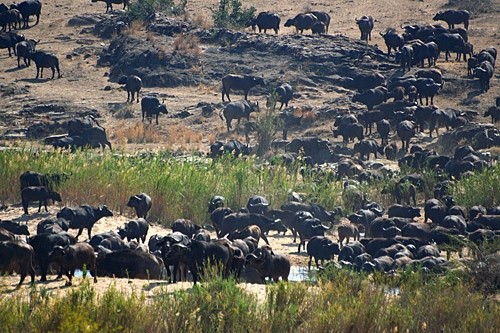 Национальный парк Крюгера, Южная Африка