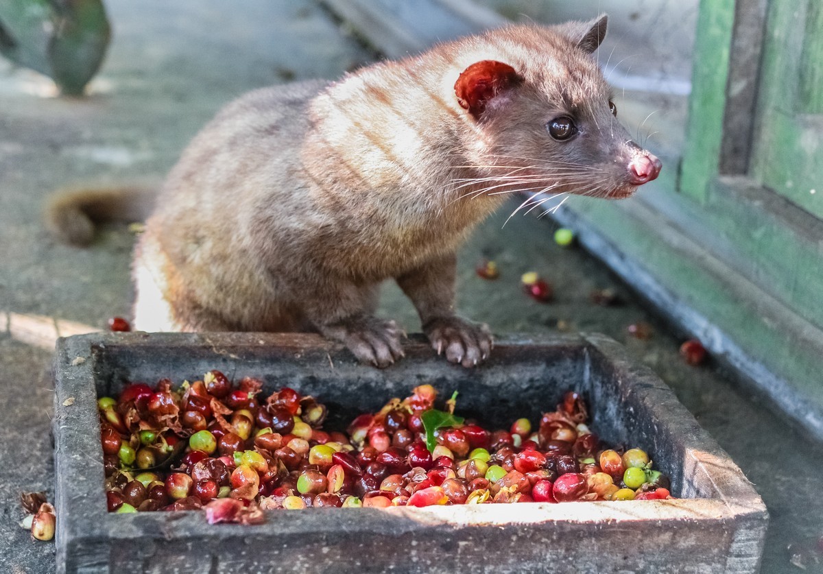 Кофе Копи Лувак 8 самых дорогих в мире продуктов питания