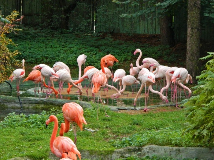Фламинго в Рижском зоопарке в Латвии