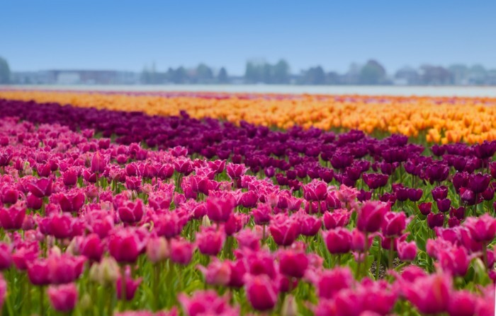 Пройди по тюльпановым полям Амстердама