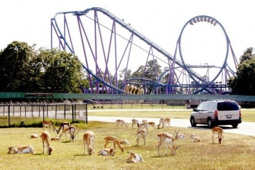 парк Six Flags Great Adventure and Wild Safari, Нью-Джерси, США