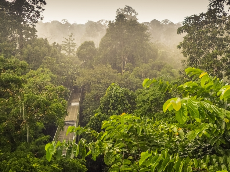 Тропическому лесу на Борнео уже более 130 миллионов лет