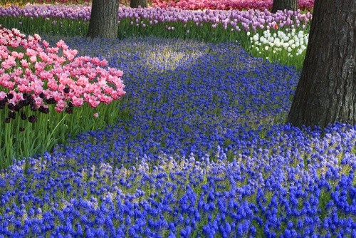 Цветочный парк Хитачи, Япония