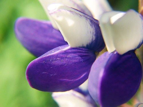 Люпин - цветок или сорняк