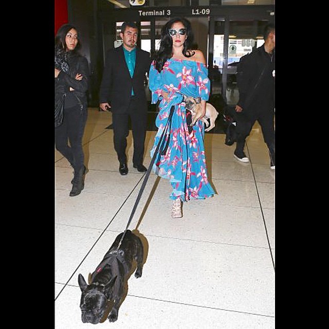 Леди Гага с собакой Азия