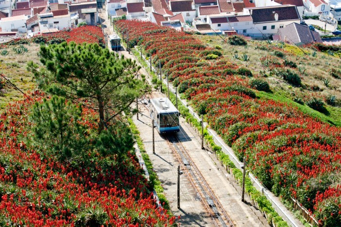 Цветущий Назаре, Португалия