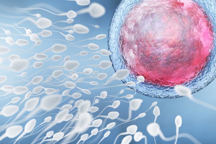 Иллюстрация сперматозоидов и яйцеклетки