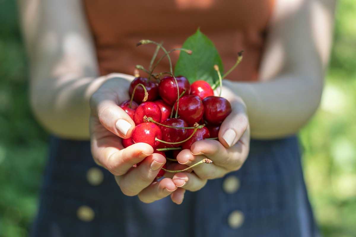 Польза вишни для здоровья